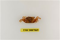 藏品(呼喚丑招潮蟹)的圖片